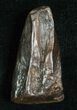 Large Triceratops Shed Tooth - #5689-1